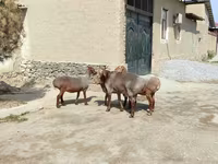 公羊, Sheep — 照片 2