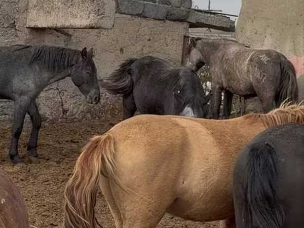 At, Horse breed