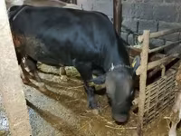 Bull, Simmental cattle — photo 2