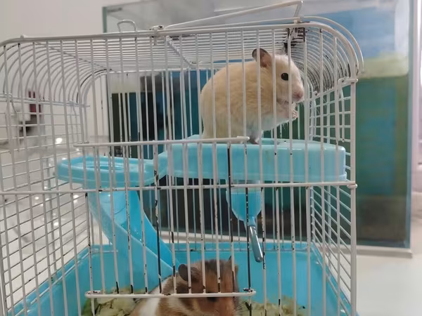 Hamster sağlam balalardır Qəfəs ilə bir yerdə satılır çatdırılma var