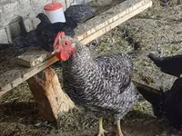 Chickens — foto 7