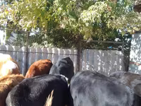 أبقار (دفعة، الجنس غير محدد), Swiss cattle — الصورة 3