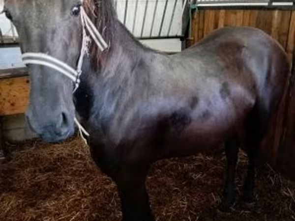 Kobyła, Friesian