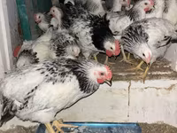 Brahma — foto 3