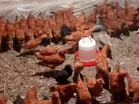 Chickens — Foto 2
