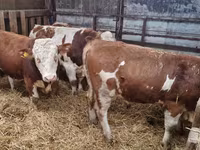 Býk, Simmental cattle — foto 2