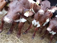 Rinder (Partie, Geschlecht nicht angegeben), Simmental cattle — Foto 4