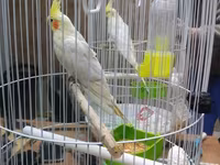 Qefes yeke iri quslar qefesleri balacada var Qəfəs — 照片 3