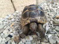 UMUMI QIYMETDIR!!! Araliq deniz Tisbagalari 🇦🇿 Azərbaycan dili: 🐢 4 — foto 4