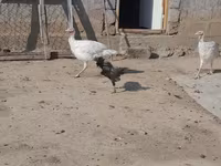 Turkeys — الصورة 3