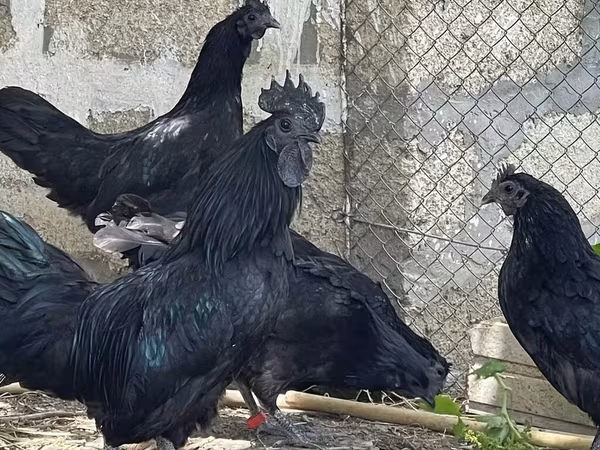 Ayam Cemani