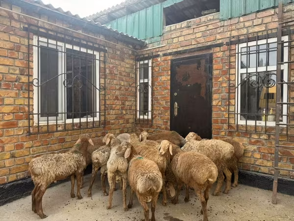 Carneiro, Rhon sheep