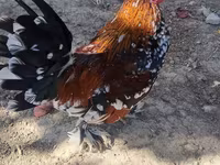 Chickens — foto 6