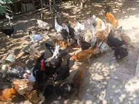 Chickens — foto 5
