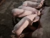 Eber, Schweine — Foto 4