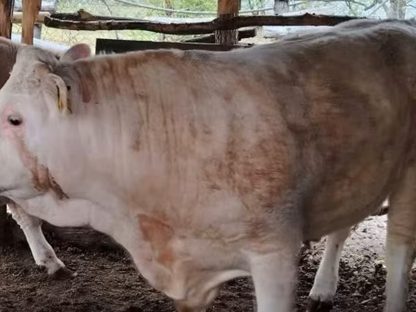 Buqa, Simmental cattle