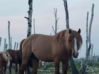 At, Kushum Horse — foto 1