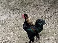 Yapon Bantam — foto 1