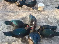Ducks — foto 3