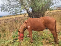 Kůň, Koně — foto 2