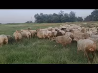 نعجة, الأغنام — الصورة 7