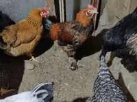 Brahma — photo 2