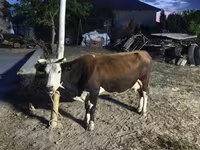 Krowa, Latvian Blue cattle — zdjęcie 1