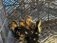 Domestic Muscovy — photo 2