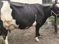 Kuh, Russian Black pied cattle — Foto 6