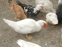 Chickens — फ़ोटो 5