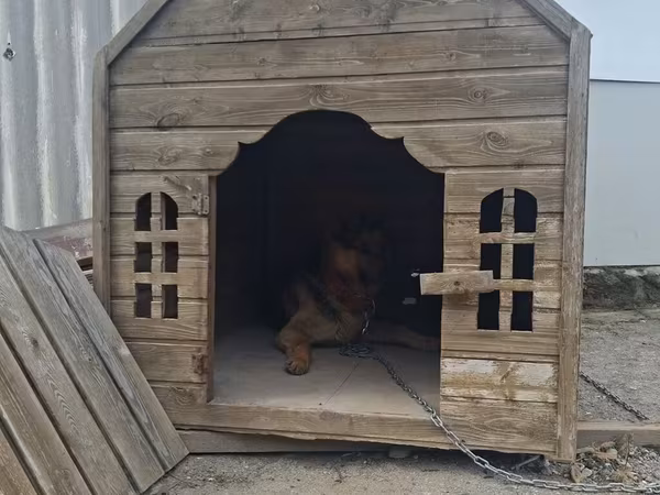 Afcarka satilir cinsi erkekdi qiymetde endirim olacag eleve sullar