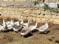 Geese — foto 3
