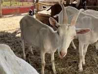 Ziegenbock, Saanen goat — Foto 1