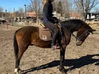 Hengst, Hungarian horse breed — Foto 3