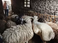 Qoyun, Qoyunlar — foto 3
