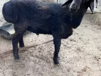 公羊, Sheep — 照片 1