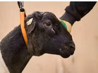 Ram, Dorper sheep — photo 2