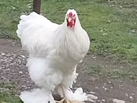 Chickens — foto 3