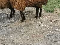 Sheep, Sheep — photo 4