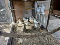 Holenderski bantam — zdjęcie 7