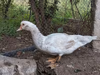 Domestic Muscovy — photo 2