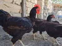 Chickens — 照片 6