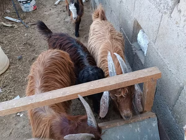 Cabra, Cabras