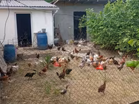 Chickens — photo 5