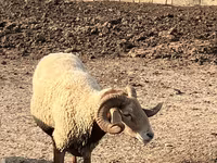 Qoç, Qoyunlar — foto 2