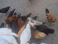 अमेरिकन पेकिन — फ़ोटो 1