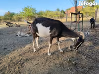 Koza, Toggenburg goat — foto 7