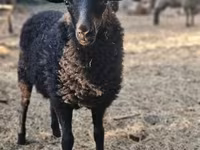 Вівця, Racka sheep — фото 1