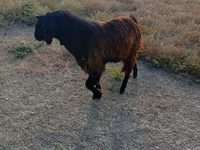 Keçi, Nubian Goat — foto 1