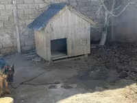 Taxta it evi - Material: qalın taxta karkas, üzəri taxta lövhələr - — photo 3